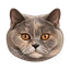 Kiara